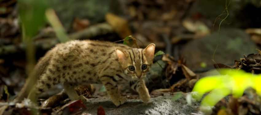 Rusty Spotted Cat 