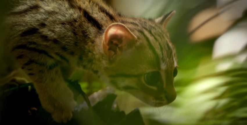 Rusty Spotted Cat 