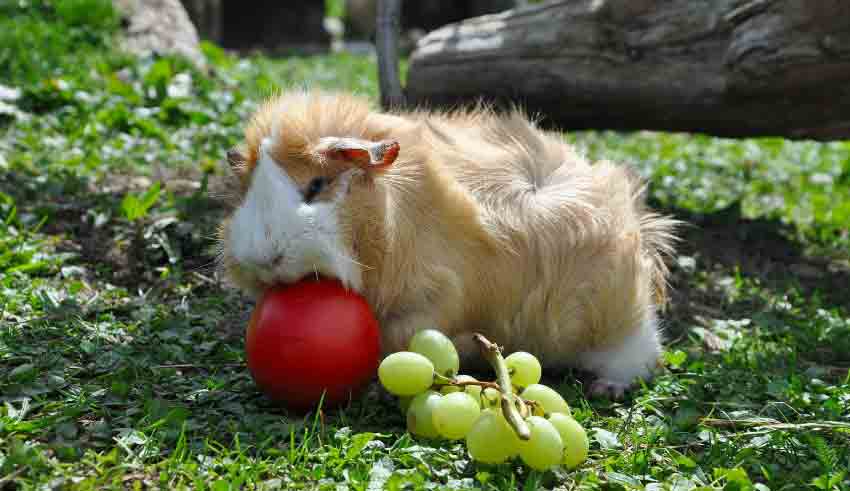 Guinea Pigs