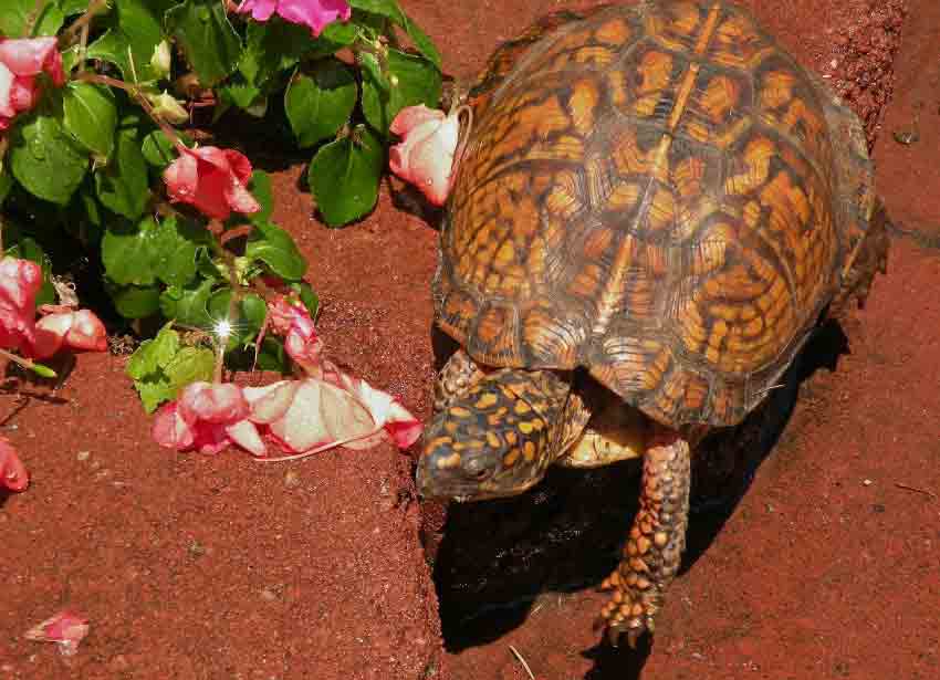 Box Turtle