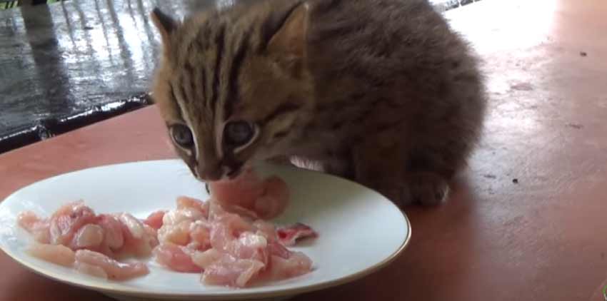 Rusty Spotted Cat Pet