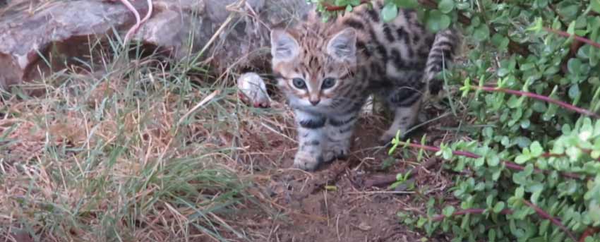 Rusty Spotted Cat Pet