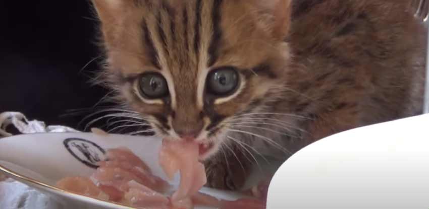 Rusty Spotted Cat Pet