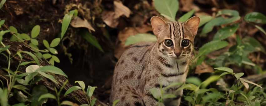 Rusty Spotted Cat Pet