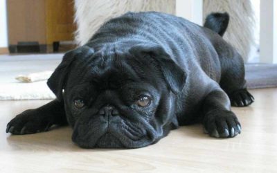 Black Pug Dog | All Cute Full Grown Puppy (puppies)