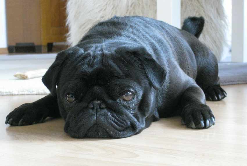 Black Pug Dog