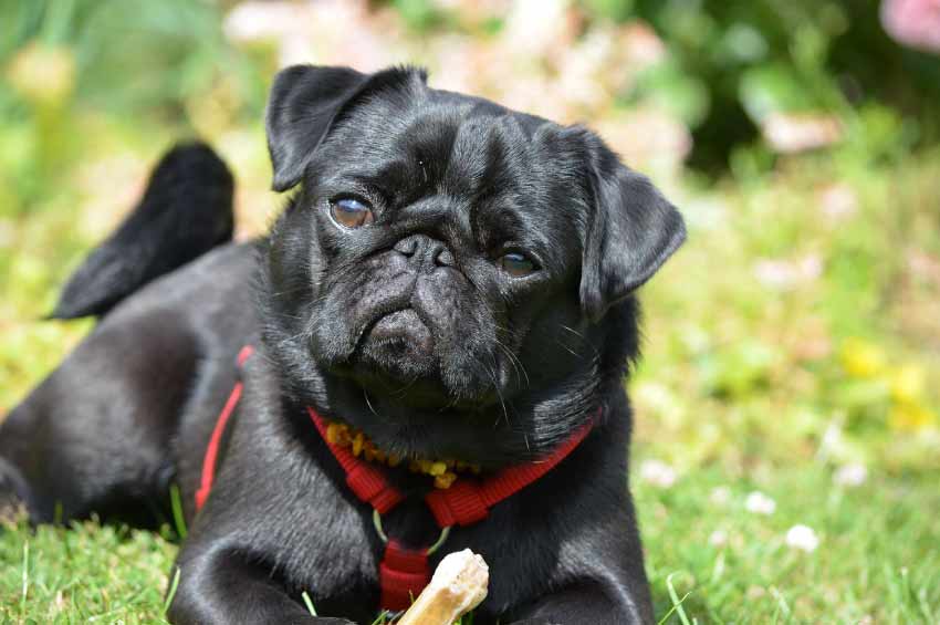 Black Pug Dog