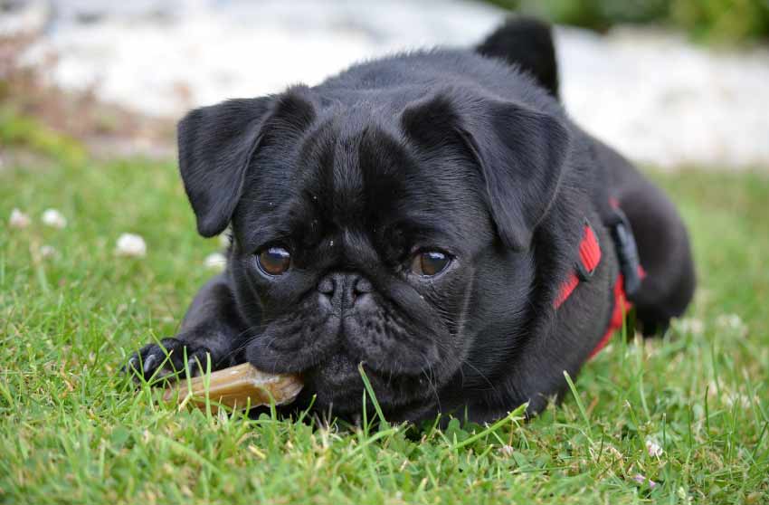 Black Pug Dog