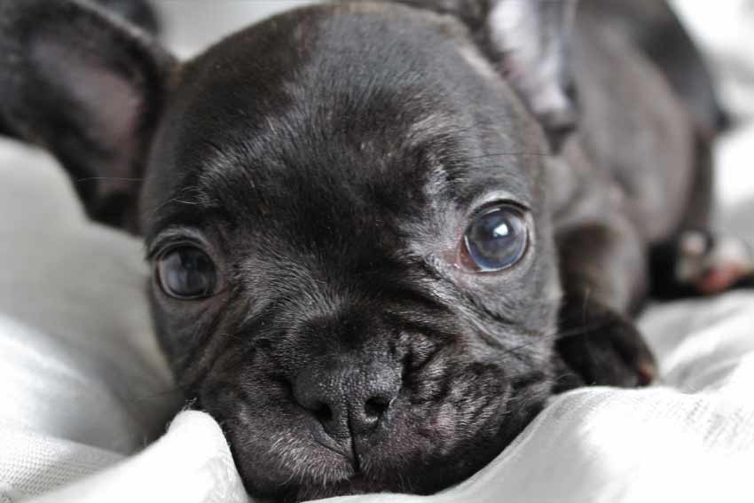 French Bulldogs Puppy