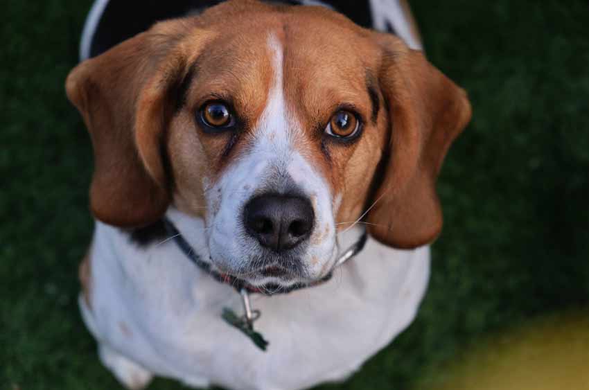how much do beagles shed