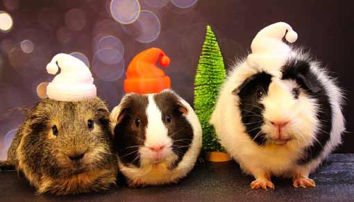 Guinea Pigs