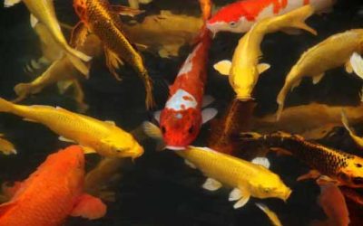 Freshwater Fish for Home Aquarium