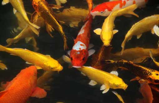 Freshwater Fish for Home Aquarium