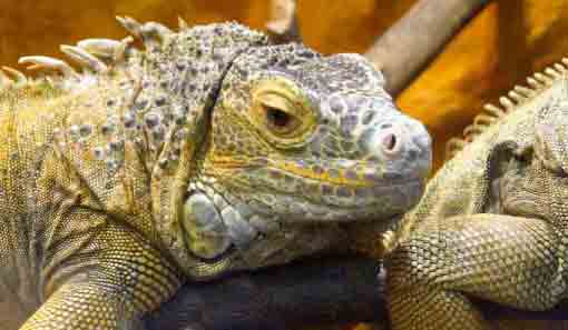 Bearded Dragons