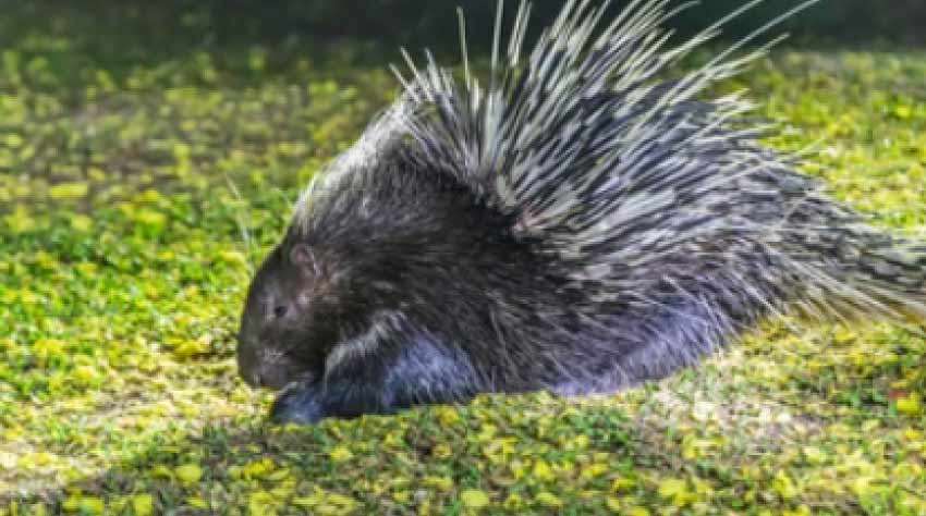 African Crested Porcupine