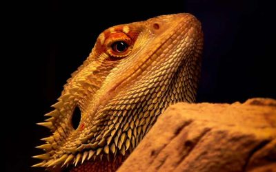 What vegetables can bearded dragons eat? Top 10 List