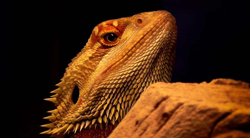What vegetables can bearded dragons eat? Top 10 List