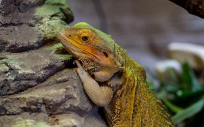 What fruits can bearded dragons eat every day?