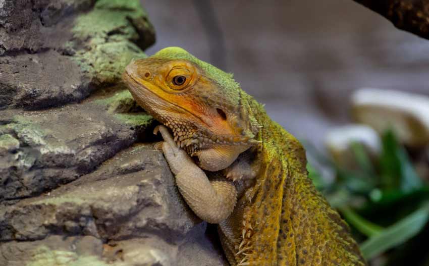 What fruits can bearded dragons eat every day?