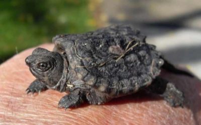 Are Alligator Snapping Turtles Endangered?