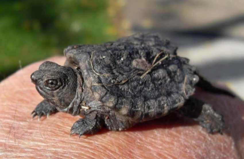 Are Alligator Snapping Turtles Endangered?