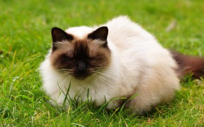 Himalayan Persian cat mix price for sale