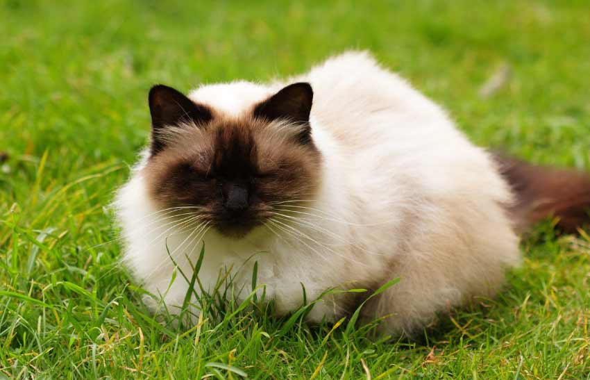 Himalayan Persian cat