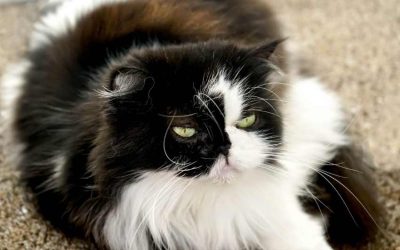 Persian cat cost