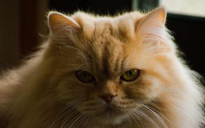 How much is a Persian cat?