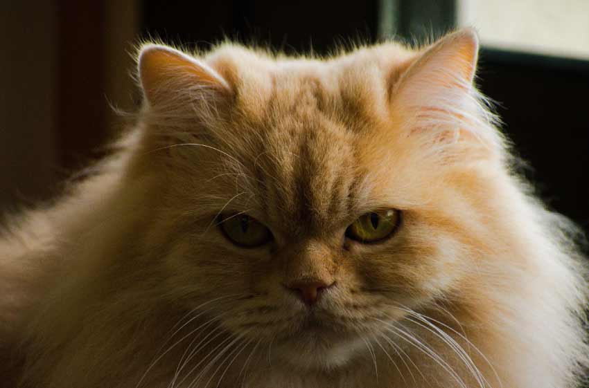 How much is a Persian cat?