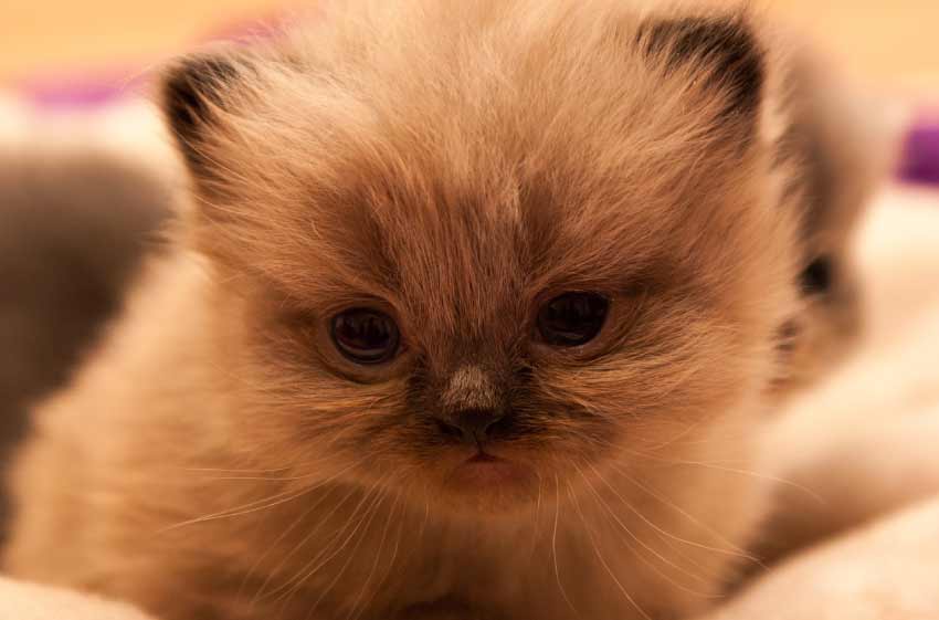 Baby Persian cat