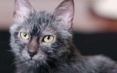 Wolf cat | Lykoi | Breed | Baby | Kitten | Animal