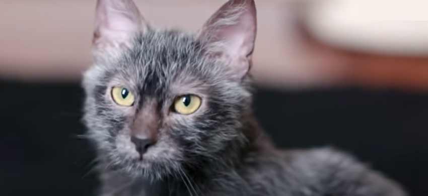 Wolf cat | Lykoi | Breed | Baby | Kitten | Animal