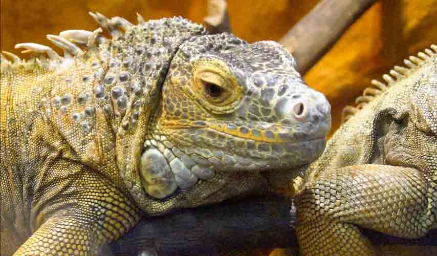 Bearded Dragons