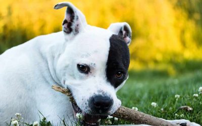 American Staffordshire Terrier Puppies