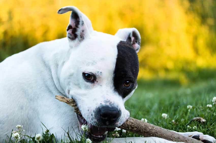 american staffordshire terrier puppies