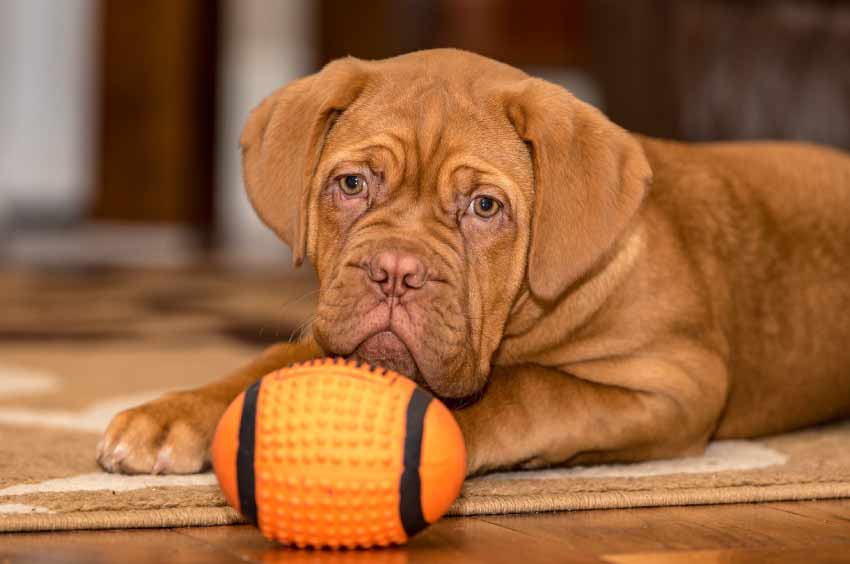 French Mastiff Puppies