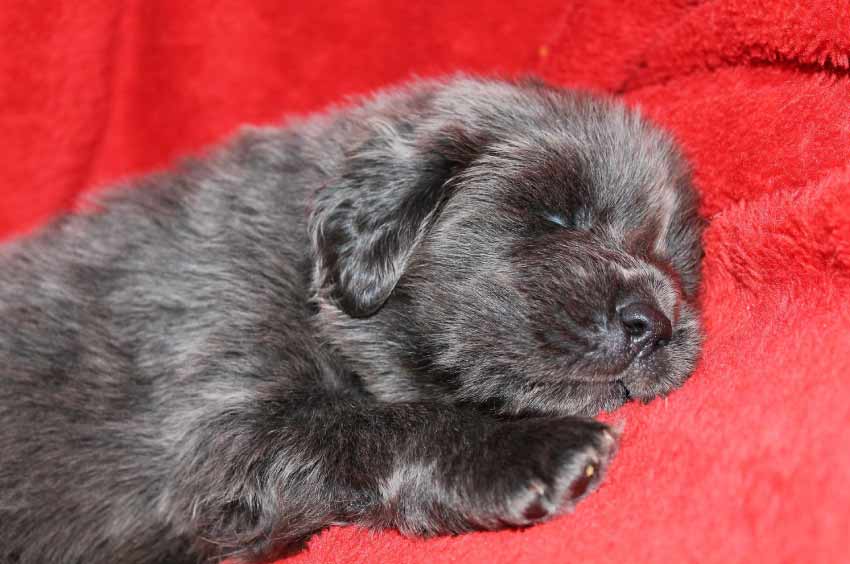 Tibetan Mastiff Puppy Price in USA