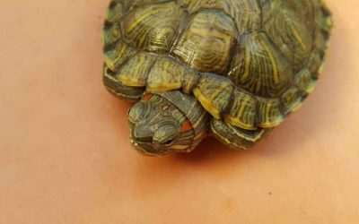 Red Eared Slider Turtle Food List