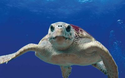 Facts About the Loggerhead Sea Turtle
