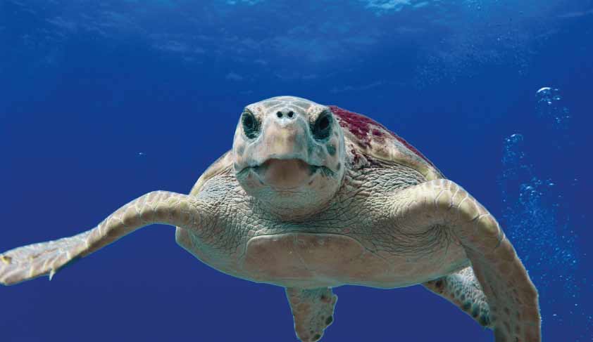 Facts about the loggerhead sea turtle