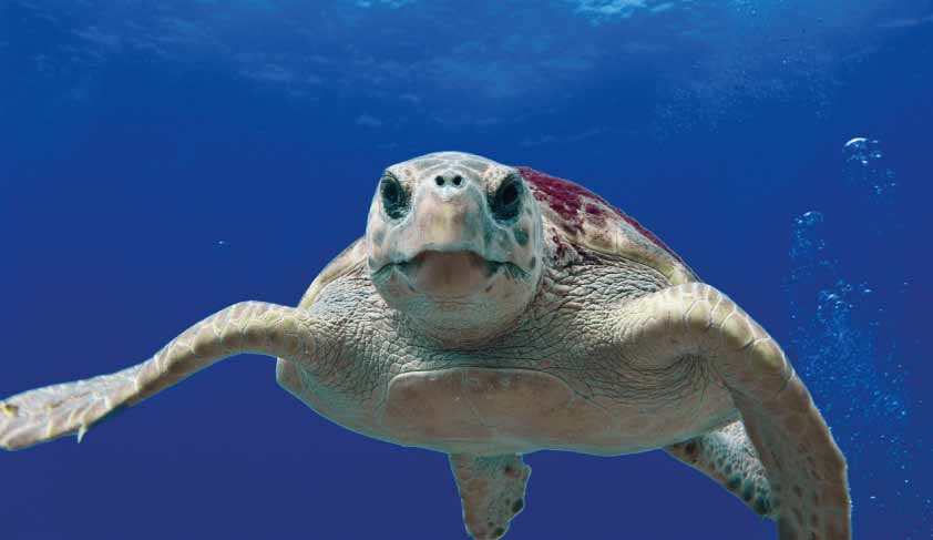 Facts About the Loggerhead Sea Turtle