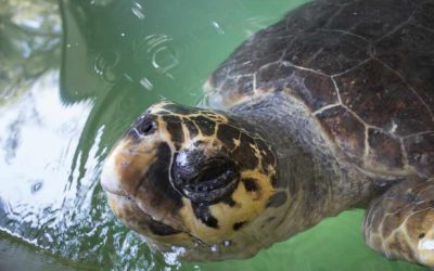 What Does a Loggerhead Sea Turtle Eat?