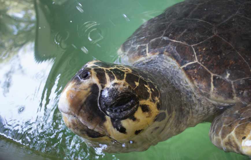 What does a loggerhead sea turtle eat