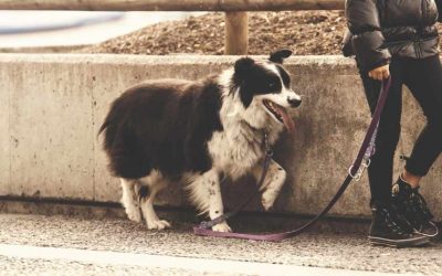 How Long Should A Dog Leash Be?