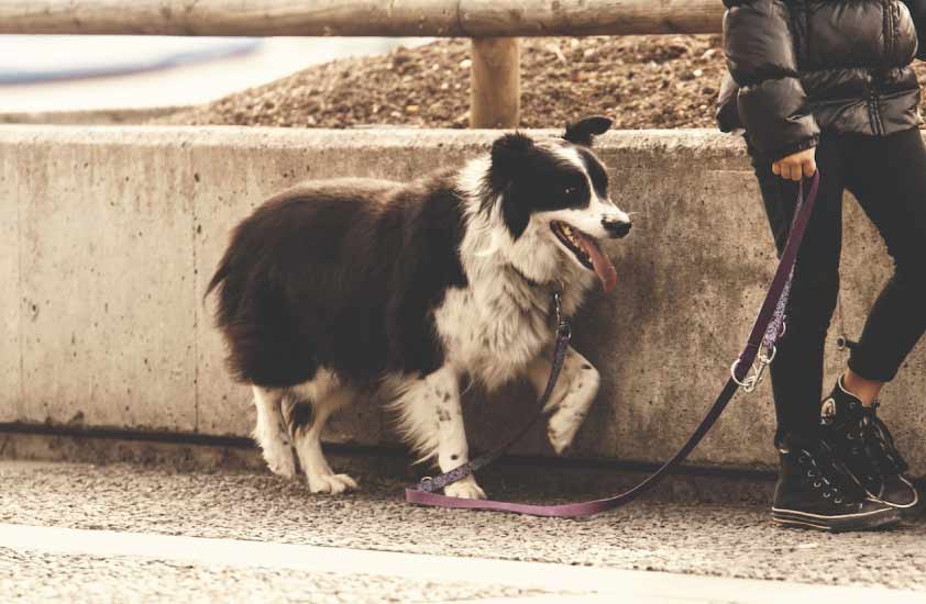 How Long Should A Dog Leash Be