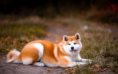 Akita dog adoption 5 Things to Know Before