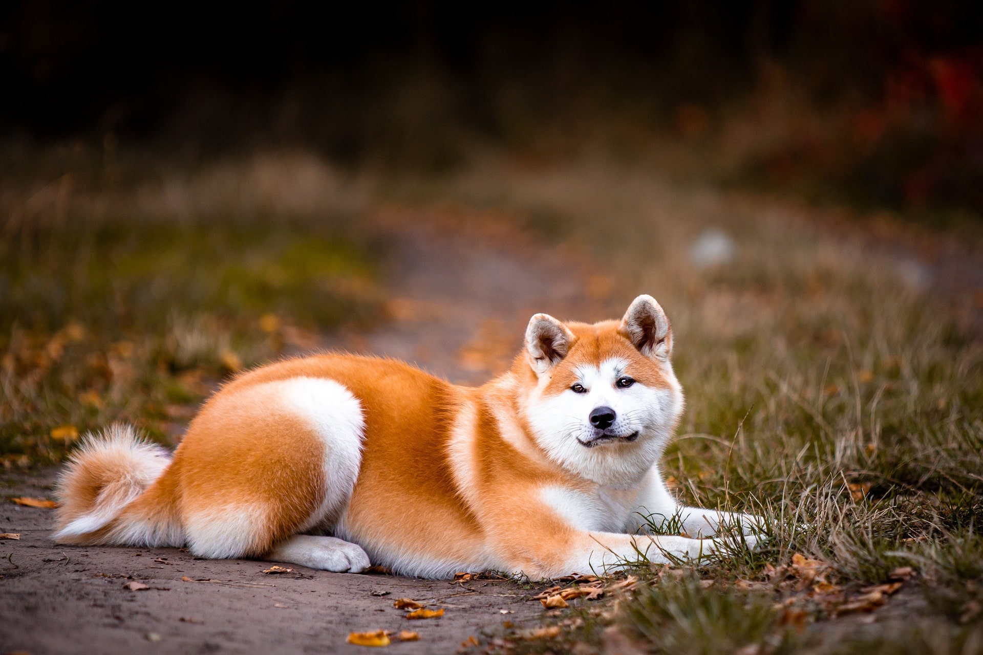 Akita dog standing outdoors
