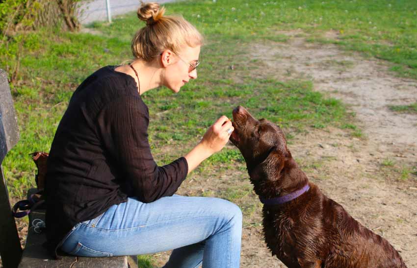 How Much Home Cooked Food to Feed Dog