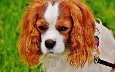 Memorial Stones for Dogs UK